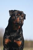 ROTTWEILER 628